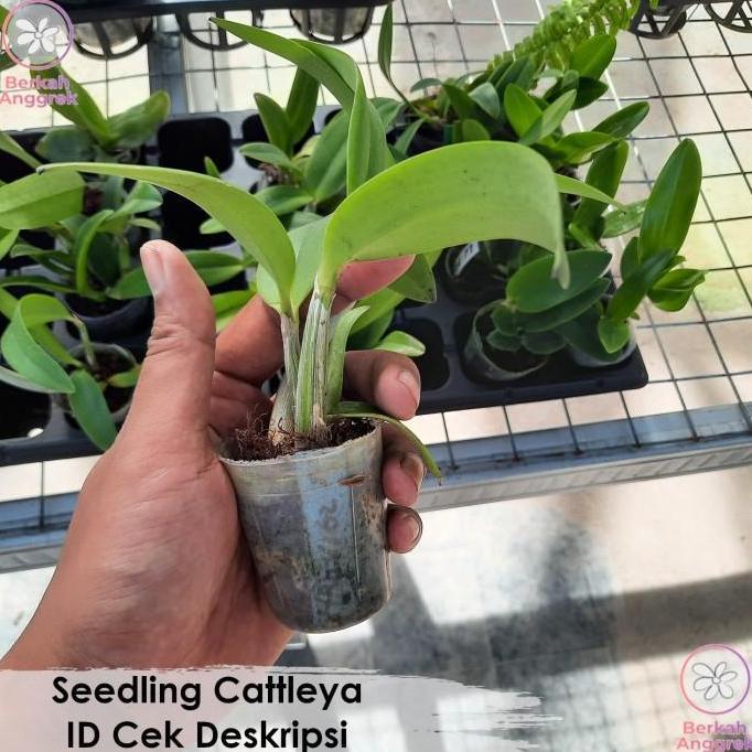 Seedling Cattleya Anggrek Cattleya