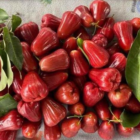 Fruting- Buah Jambu Citra / Jambu Citra Merah Manis