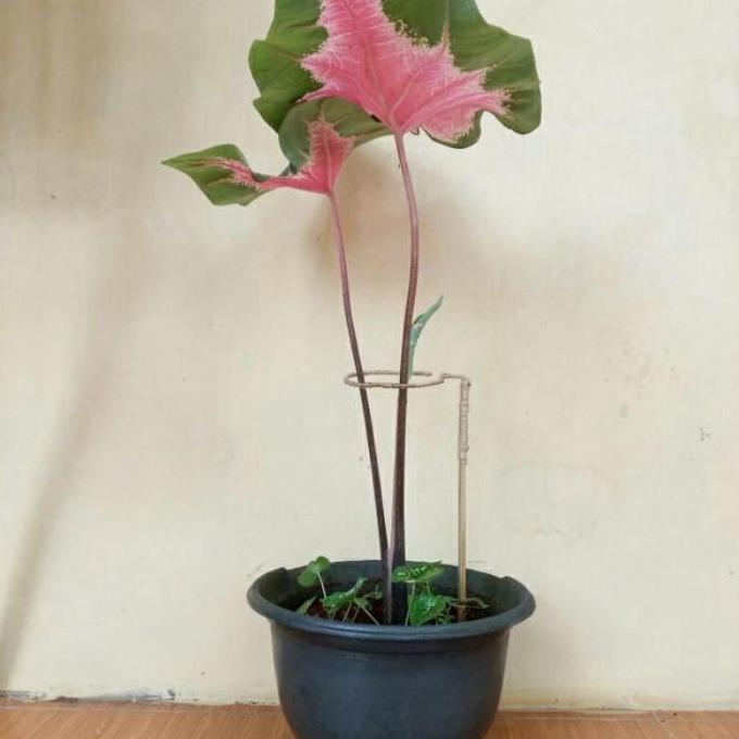 Turus Keladi Penyangga Tanaman Keladi