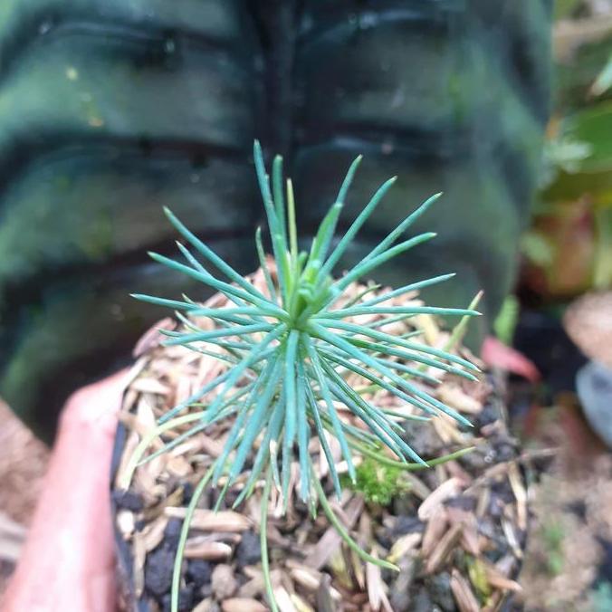 Japanese Black Pine Bonsai Berkualitas