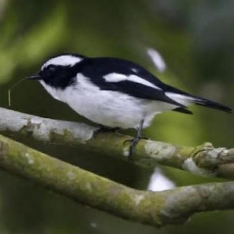 burung decu mini jantan pilihan