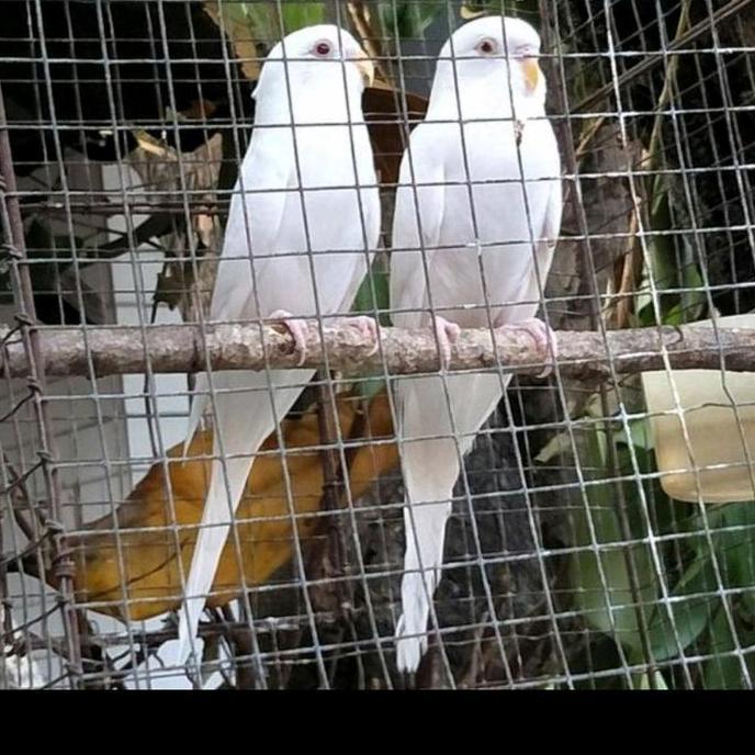 parkit albino sepasang