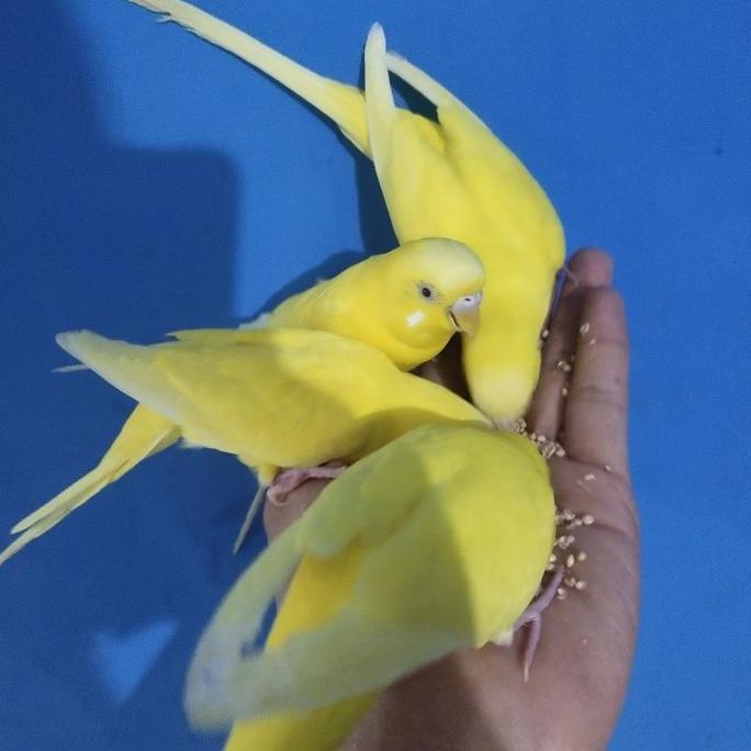 burung parkit jinak lutino mm