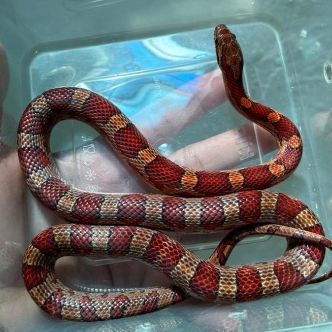 Corn snake Het Amelanistic size juve merah cakep jinak