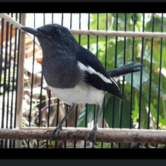 burung kacer betina vuer total siap ternak