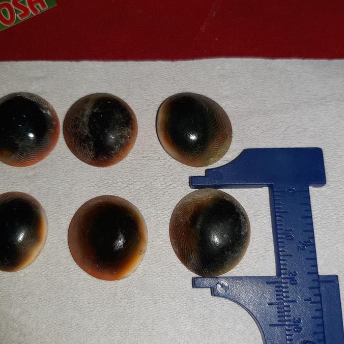 sepaket 10pcs keong buntet asli alam