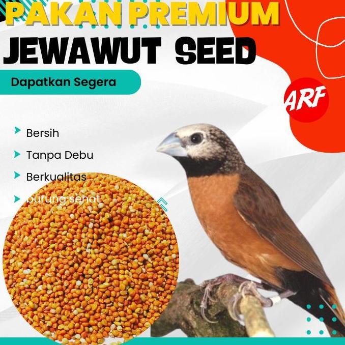 Pakan Burung Biji Jewawut Biji Kunyit Premium Untuk Kenari Finch Lovebird Perkutut 1 Kg