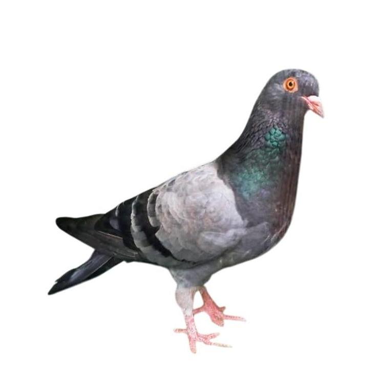 Merpati Betina Cewean Geberan