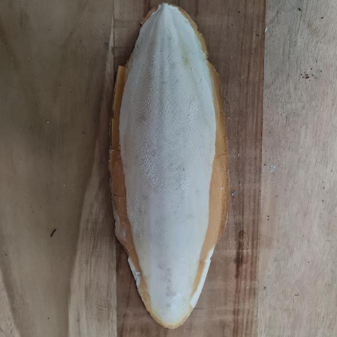 Tulang sotong jumbo ukuran 23 - 25cm