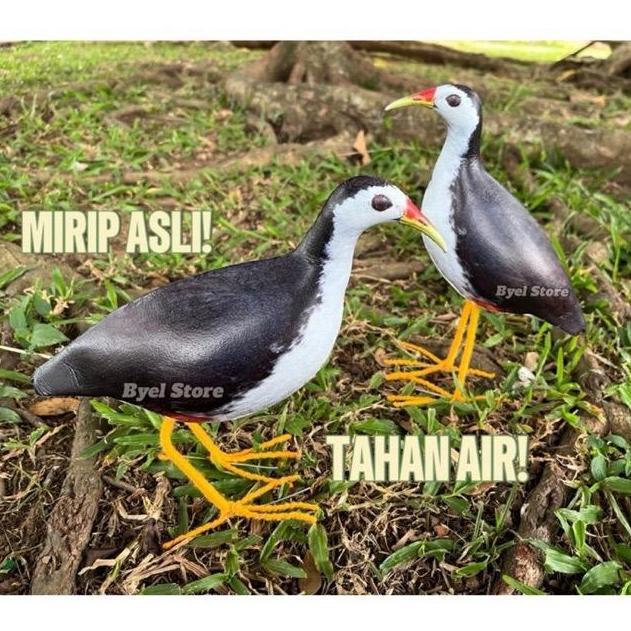 Jontrot Pikat Burung Ruak Ruak Kareo Padi / ruakruak sawah