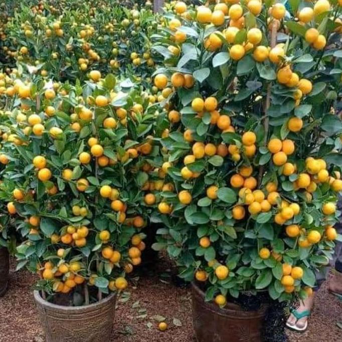 bibit jeruk Santang madu manis