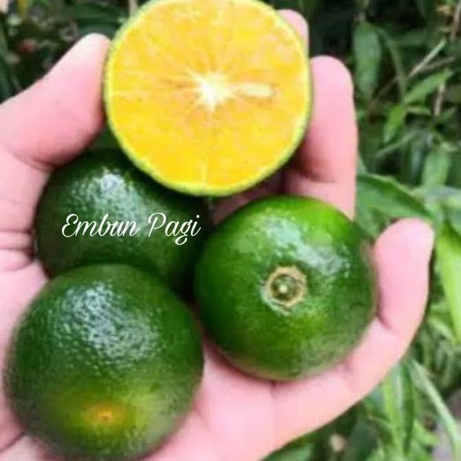 Bibit Buah Jeruk Santang hijau manis pol dari Stek okulasi langsung dari indukan cepat berbuah