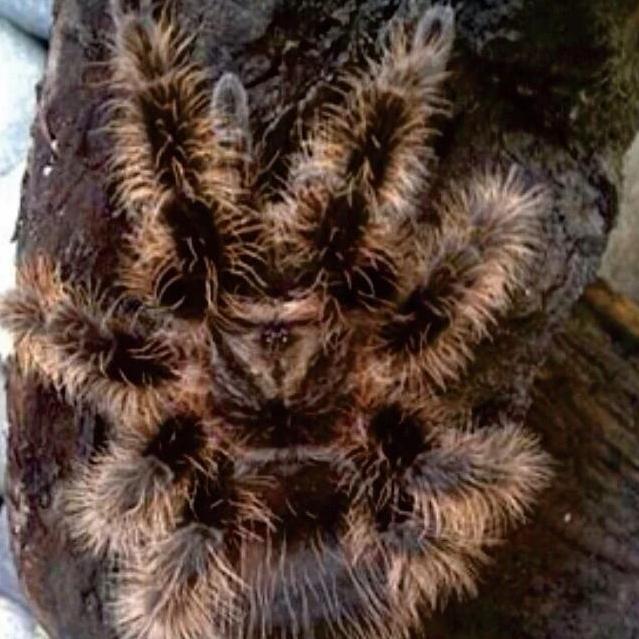 BRACHYPELMA ALBOPILOSUM HONDURAN SLING TARANTULA