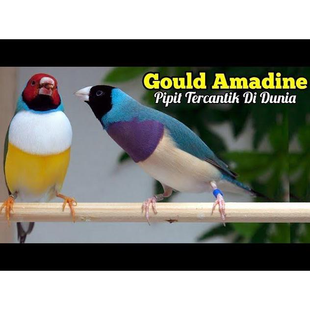 Min.5 pcs TULANG SOTONG KERING ISI 2 pcs mengandung CALCIUM untuk Burung dan Hewan lainnya.