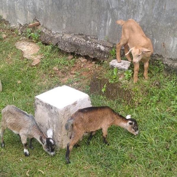 anak kambing kacang jawa ori
