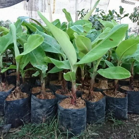 Bibit buah Pisang Kepok - Kultur jaringan MMZ viral