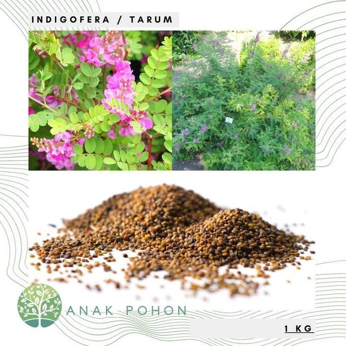 (1 KG) Benih Tanaman Indigofera Tarum (Indigofera tinctoria) Seeds