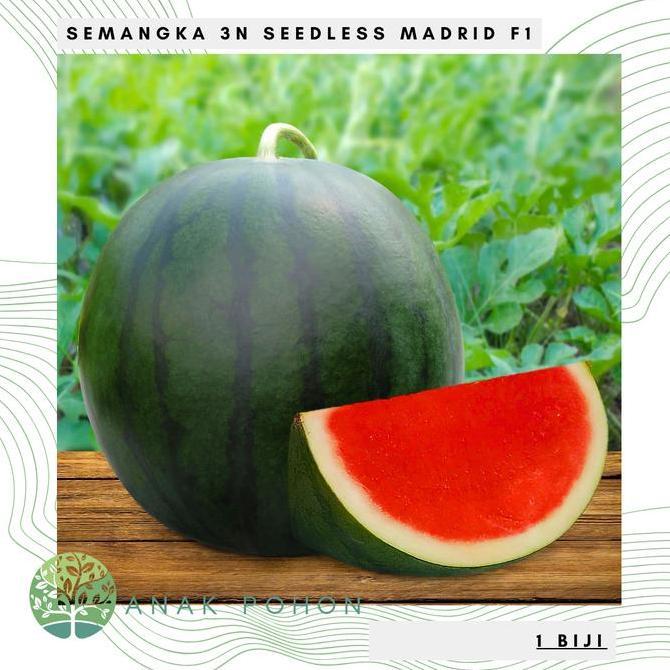 Benih Bibit Biji - Semangka 3N MADRID F1 Hibrida Non Biji Seedless