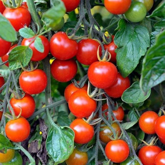 Benih Bibit Biji - Large Red Cherry Tomato / Tomat Ceri Merah Besar Seeds - IMPORT