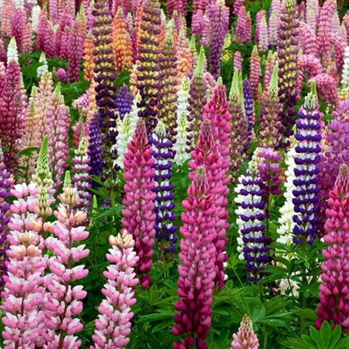 Benih / Bibit / Biji - Bunga Lupine 'Russel Mix' Flower Seeds - IMPORT
