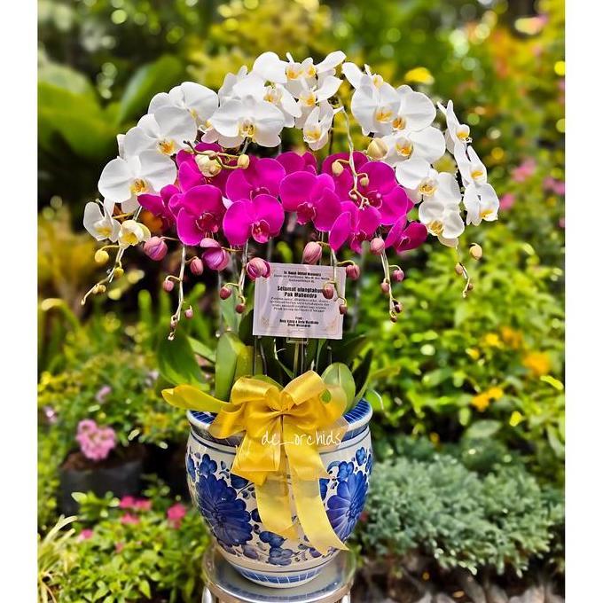 Anggrek bulan putih ungu rangkaian 8 pohon pot keramik