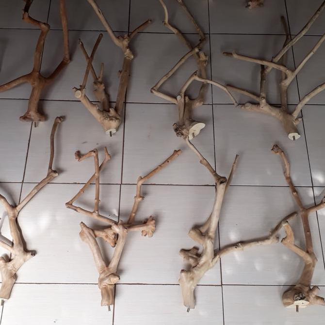 Kayu kopi tangkringan jepit panjang 60cm an