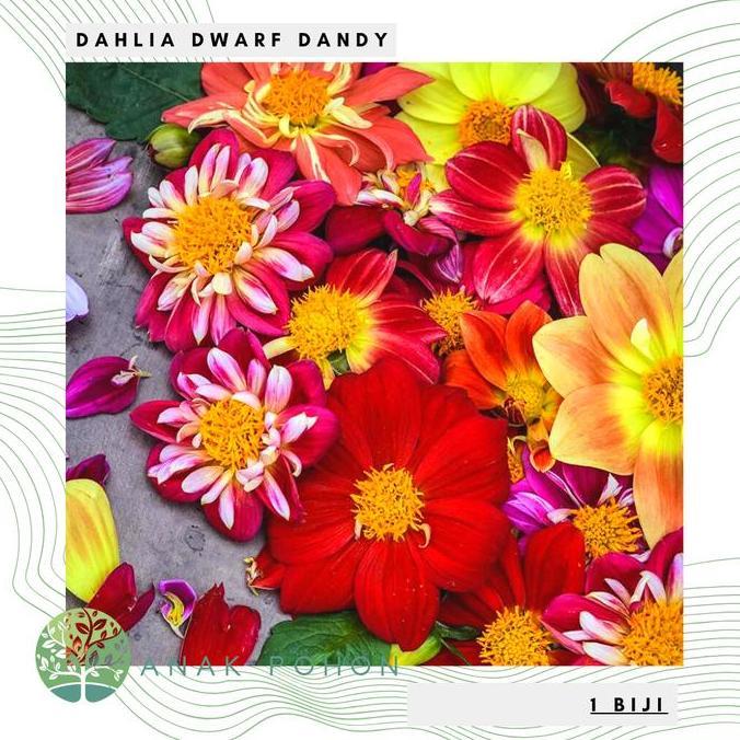 Benih Bibit Biji - Bunga Dahlia Dwarf Dandy Flower Seeds - IMPORT
