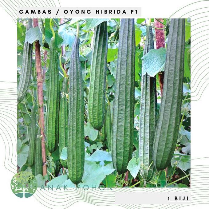 Benih / Bibit / Biji - Gambas Oyong Prima F1 Hybrid Super - LOKAL