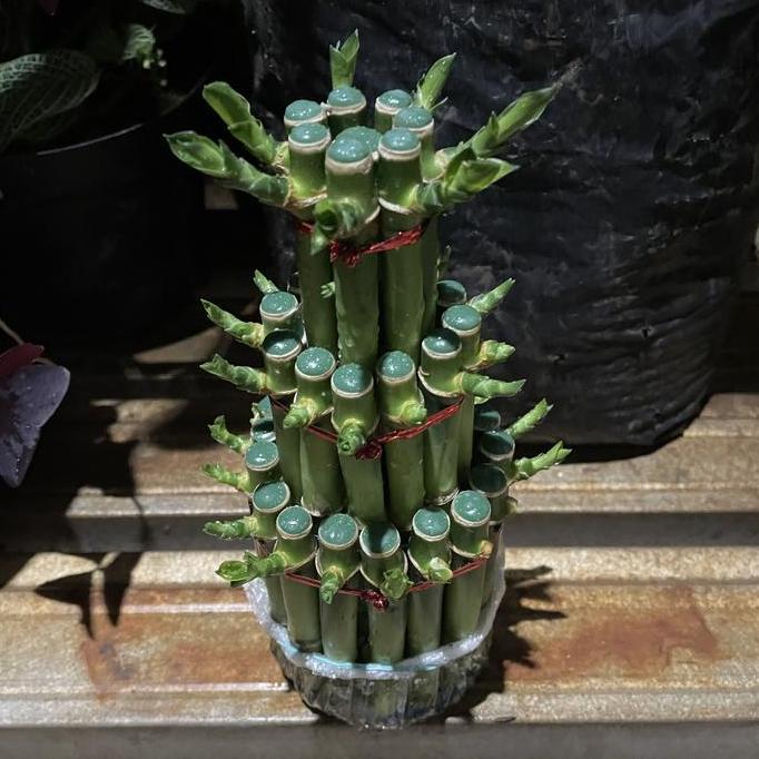 Tanama hias Bambu hoki/ lucky bamboo/ Sri rejeki/ bambu cina/ bambu air