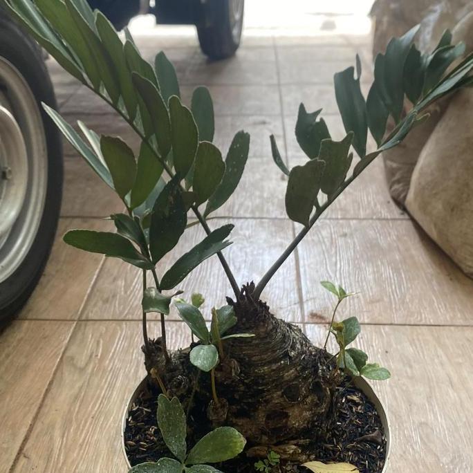 tanaman hias zamia furfuracea  // sikas zamia