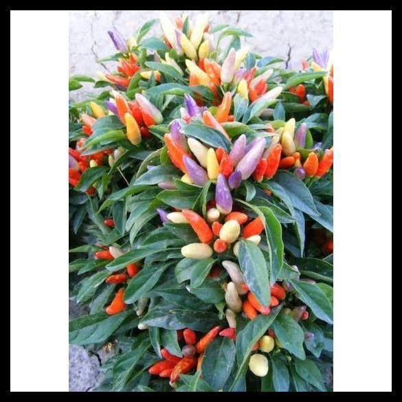 Promo / Benih Cabe Hias Numex Rainbow Pelangi  250 Benih Tanaman Cabai