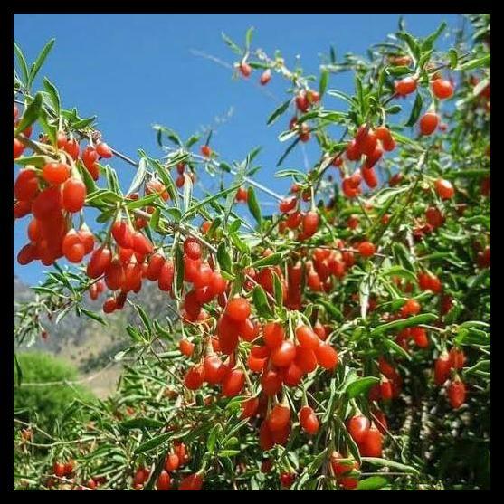Promo / Tanaman Bibit Red Goji Berry