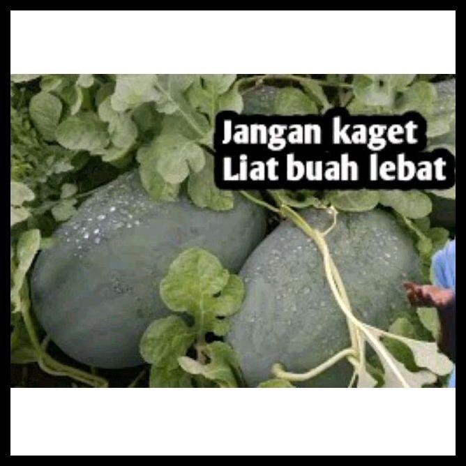 Promo / Benih Bibit Semangka Jumbo Non Biji Elite F1 Tahan Virus (Bonus Kaos Pembelian 10 Pcs) Tipe 