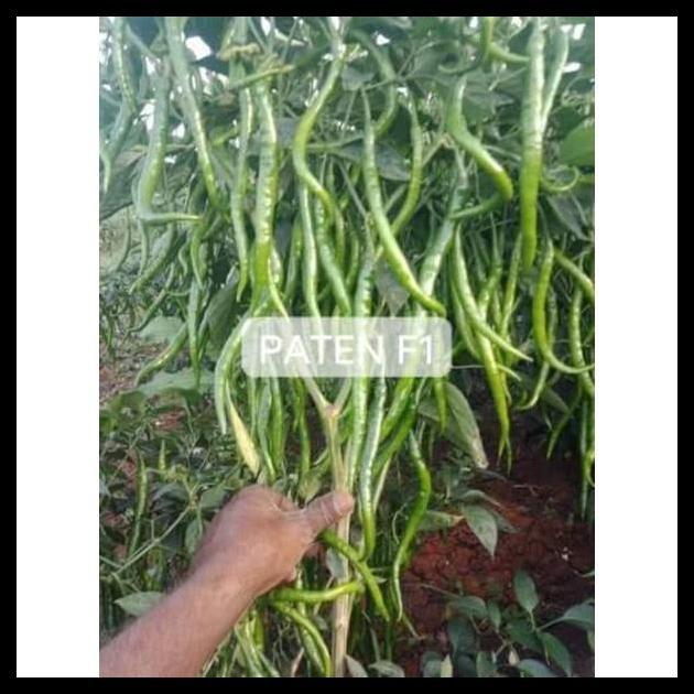 Promo / Benih Cabe Merah Keriting Hibrida Paten F1 10Gr Toleran Virus Bibit Cabai Cmk