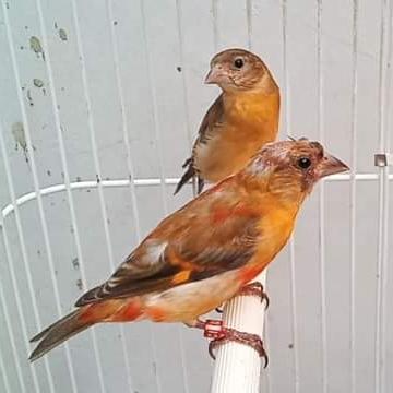 red Siskin jenis Dilute Sepasang paud