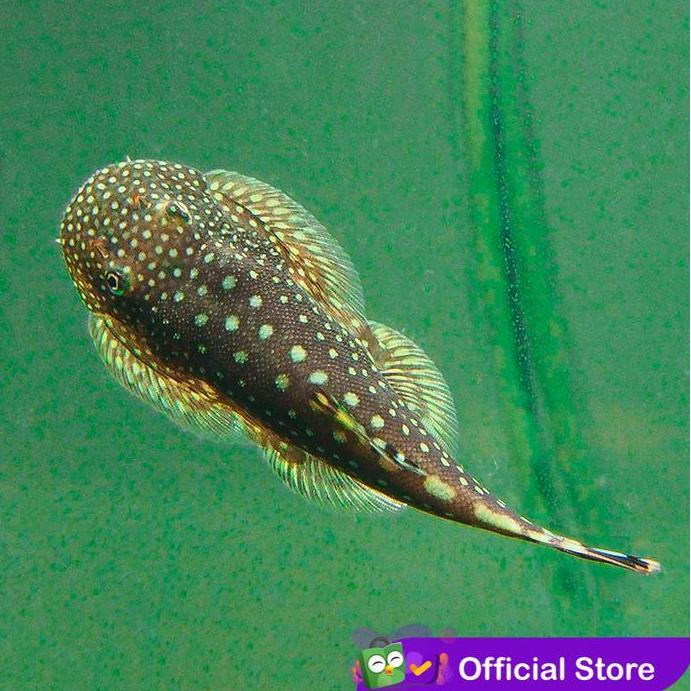 Pulito- Ikan Sapu Sapu Borneo Sucker / Pembersih Aquarium / Algae Eater