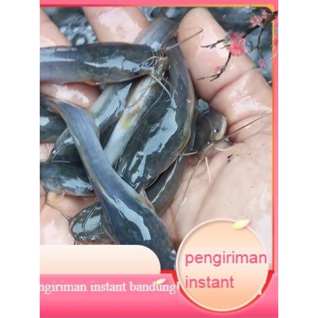 Bibit / benih ikan lele Sangkuriang 7 - 8 cm per 100 Ekor GROSIR BANDUNG