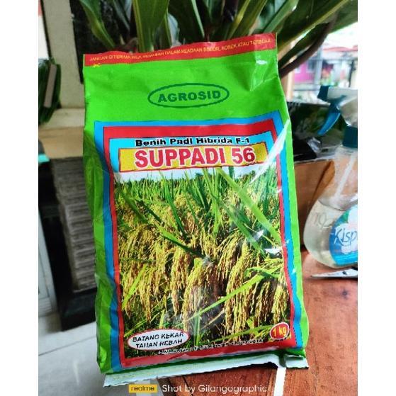 Promo Benih Padi Suppadi 56 Kemasan 1 Kg