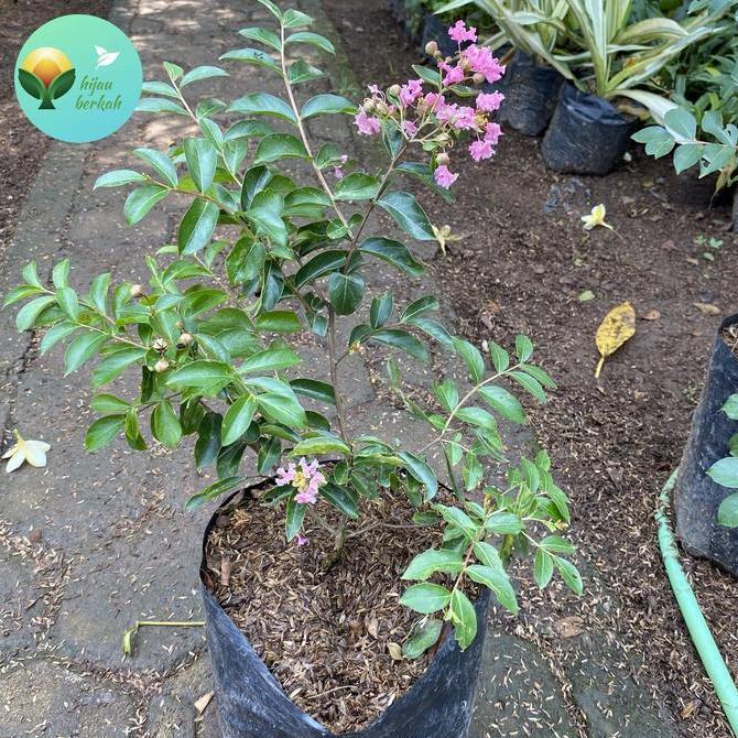 tanaman bunga sakura indonesia sakura lokal