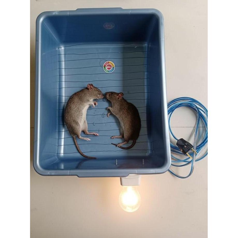JEBAKAN TIKUS MASSAL LISTRIK