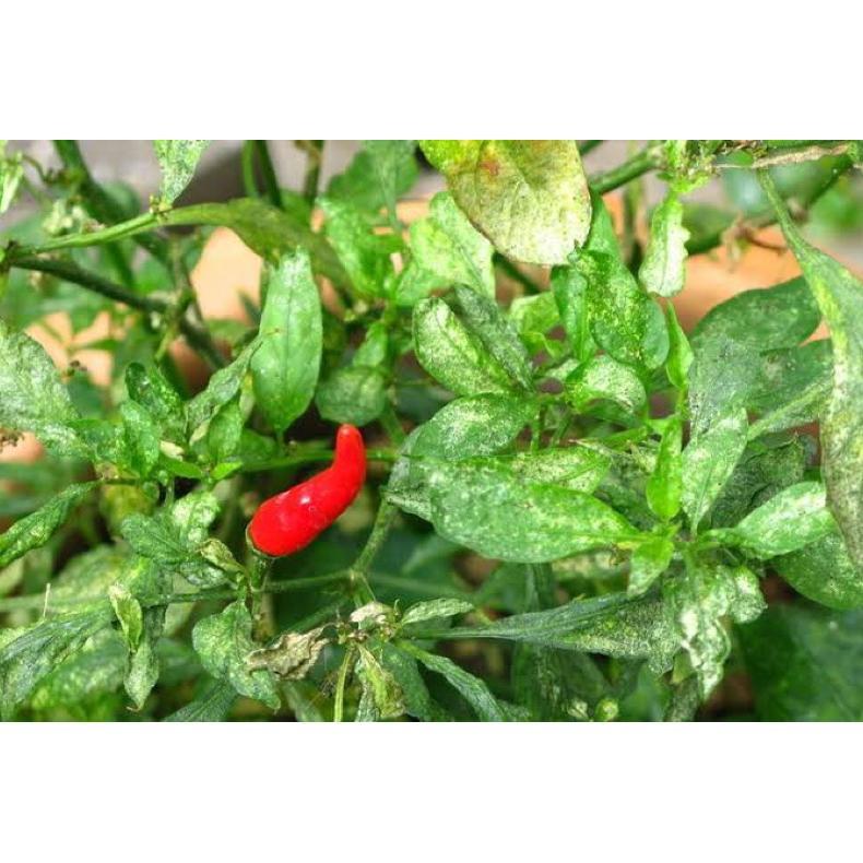 Promo Cod Pupuk Organik Cabai Anti Virus Keriting Obat Daun Menguning Cabe Atasi Daun Kuning Dan Ker