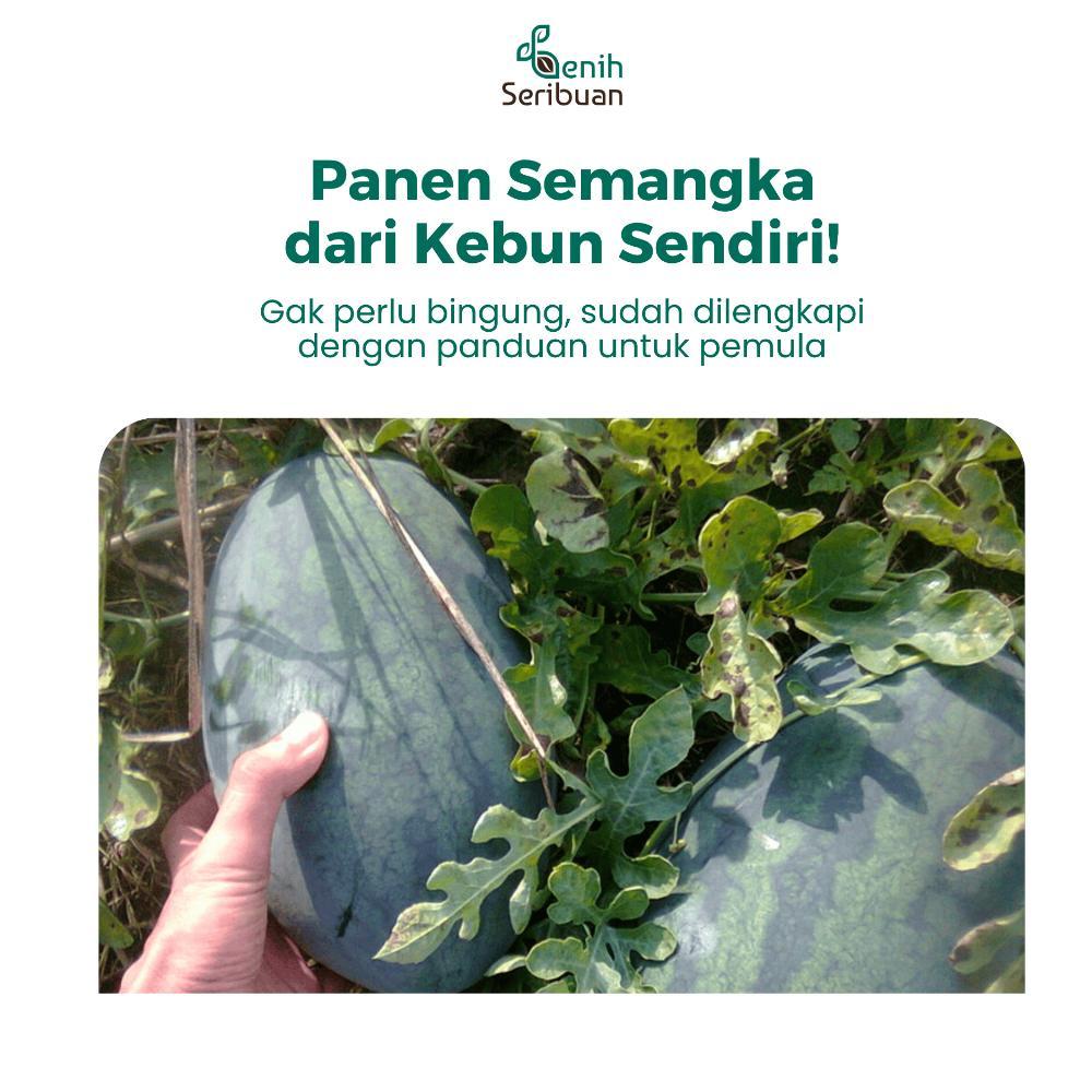 Promo Cod Benih Seribuan - Benih Buah Semangka Inul Merah Jumbo F1 Hibrida ><