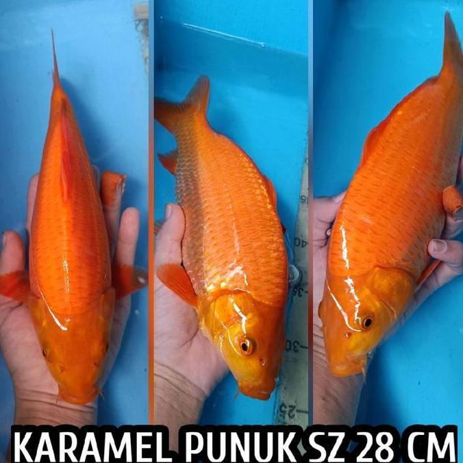 TERLARIS KOI BLITAR KARAMEL PENJINAK READY KOHAKU SANKE SHOWA TANCHO CHAGOI DLL