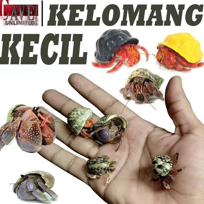EDUKASI KELOMANG DARAT KECIL UMANG KEONG PONGPONGAN KEPITING PETAPA