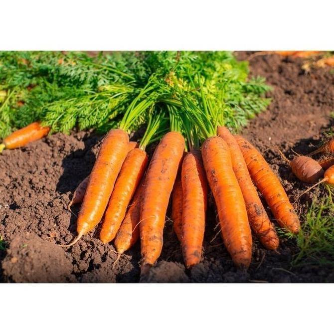 Paket 30 Jenis Benih Sayuran Unggul Isi Lengkap Cocok untuk Kebun Rumah & Pekerangan Variasi Sayuran