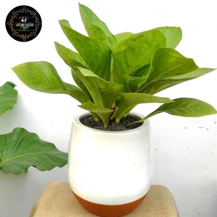 anthurium jemani kol tanaman hias