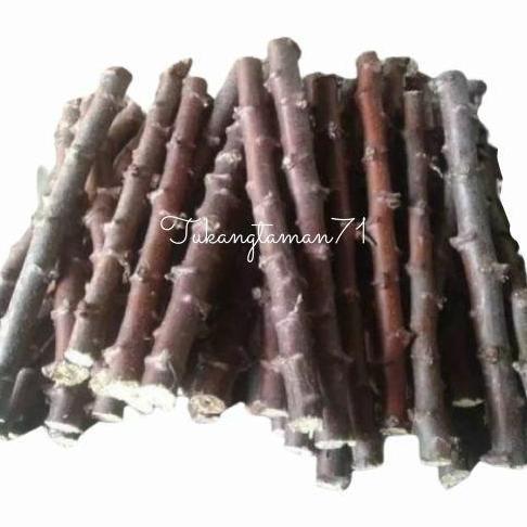 Bibit pohon Singkong mentega singkong kuning isi 50 batang plus bonus