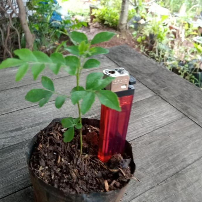 pohon salam Koja 10-15cm | pohon salam Koja | bibit pohon