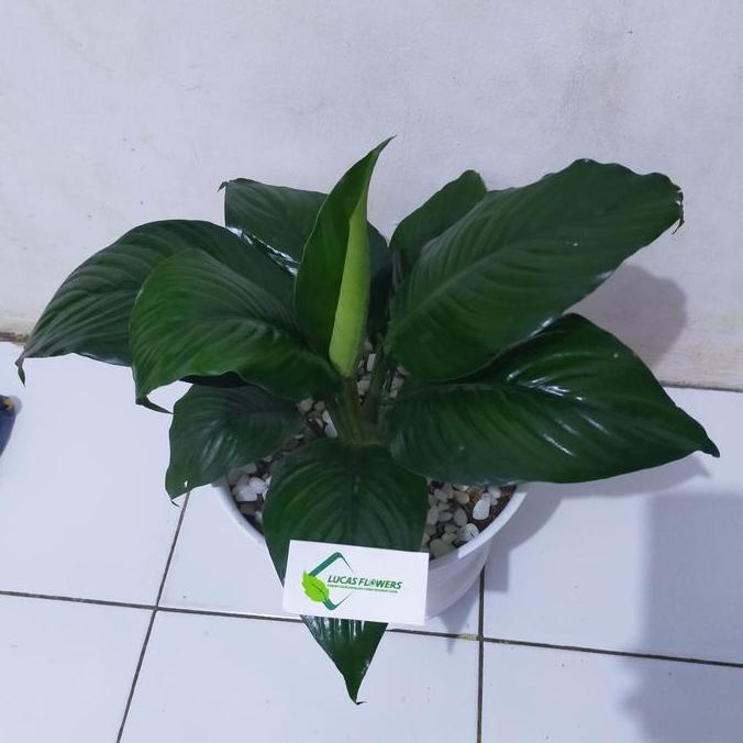 tanaman hias manaloa daun besar