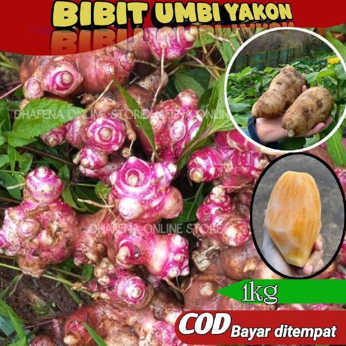 Fizaa_shop7 - 1 kg bibit ubi yakon asli wonosobo / Benih umbi yakon siap tanam berkualitas